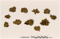 藏品(島衣屬)的圖片